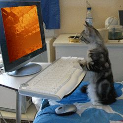 cat at a computer kinda hitting keys looking like its working