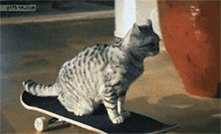 meme style image of a cat riding a skateboard successfully