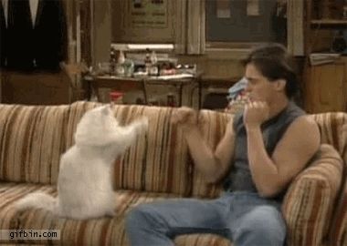 meme image of person and cat boxing on a couch